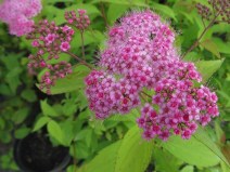 японская Macrophylla_0x160 Любимый сад